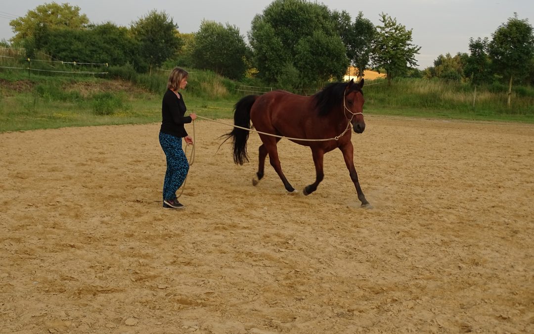 Auch schon gehorsemanshipt?